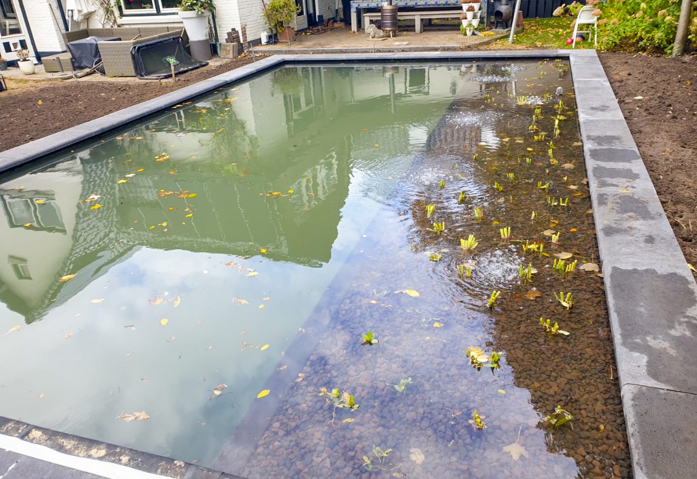 Beplanting in de natuurlijke zwemvijver
