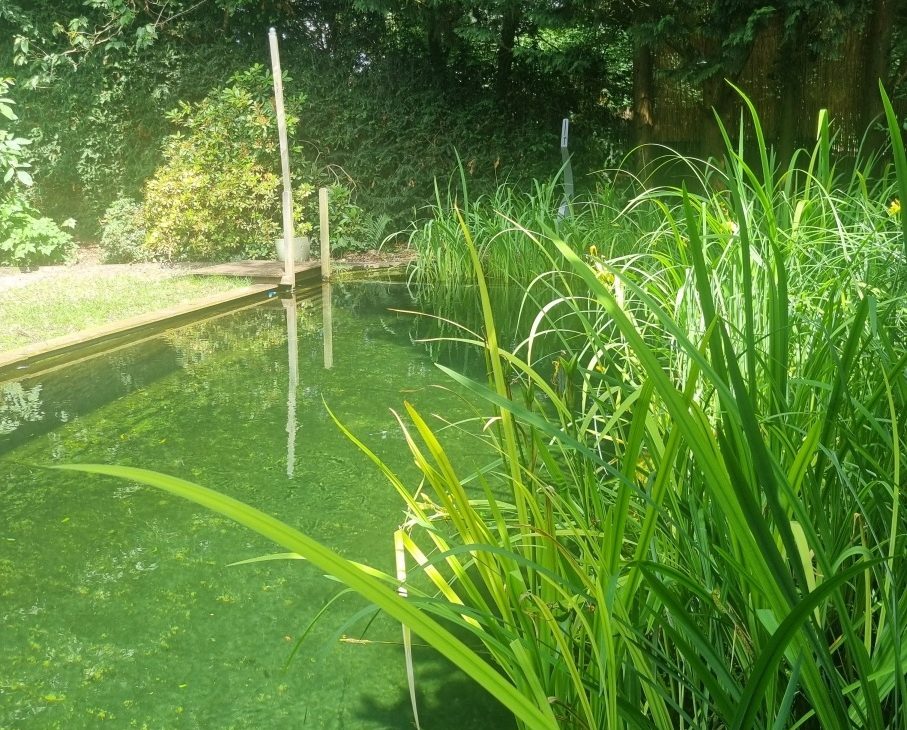 Beplanting voor een natuurlijk aanzicht