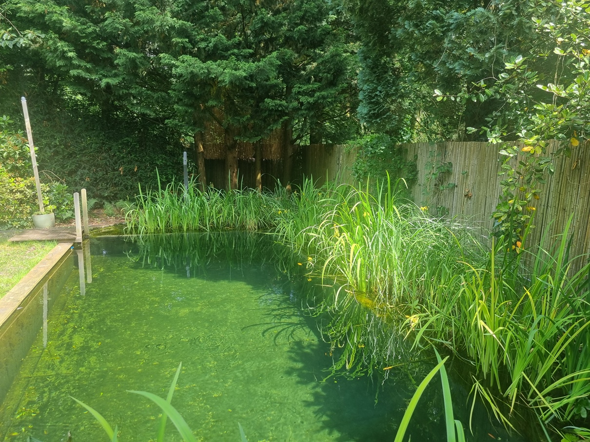 Zwemvijver die opgaat in de omgeving