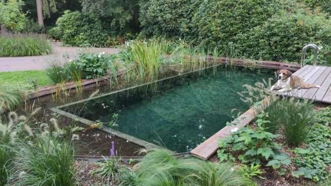 Natuurlijke zwemvijver in een bosrijke tuin